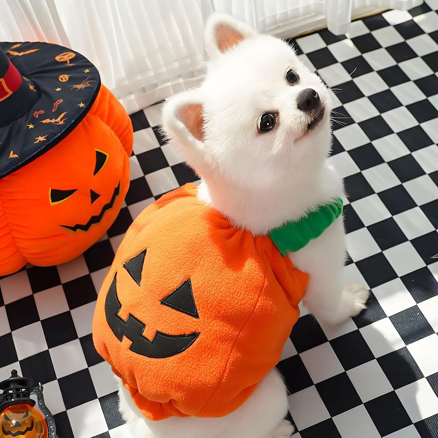Pumpkin Pupper