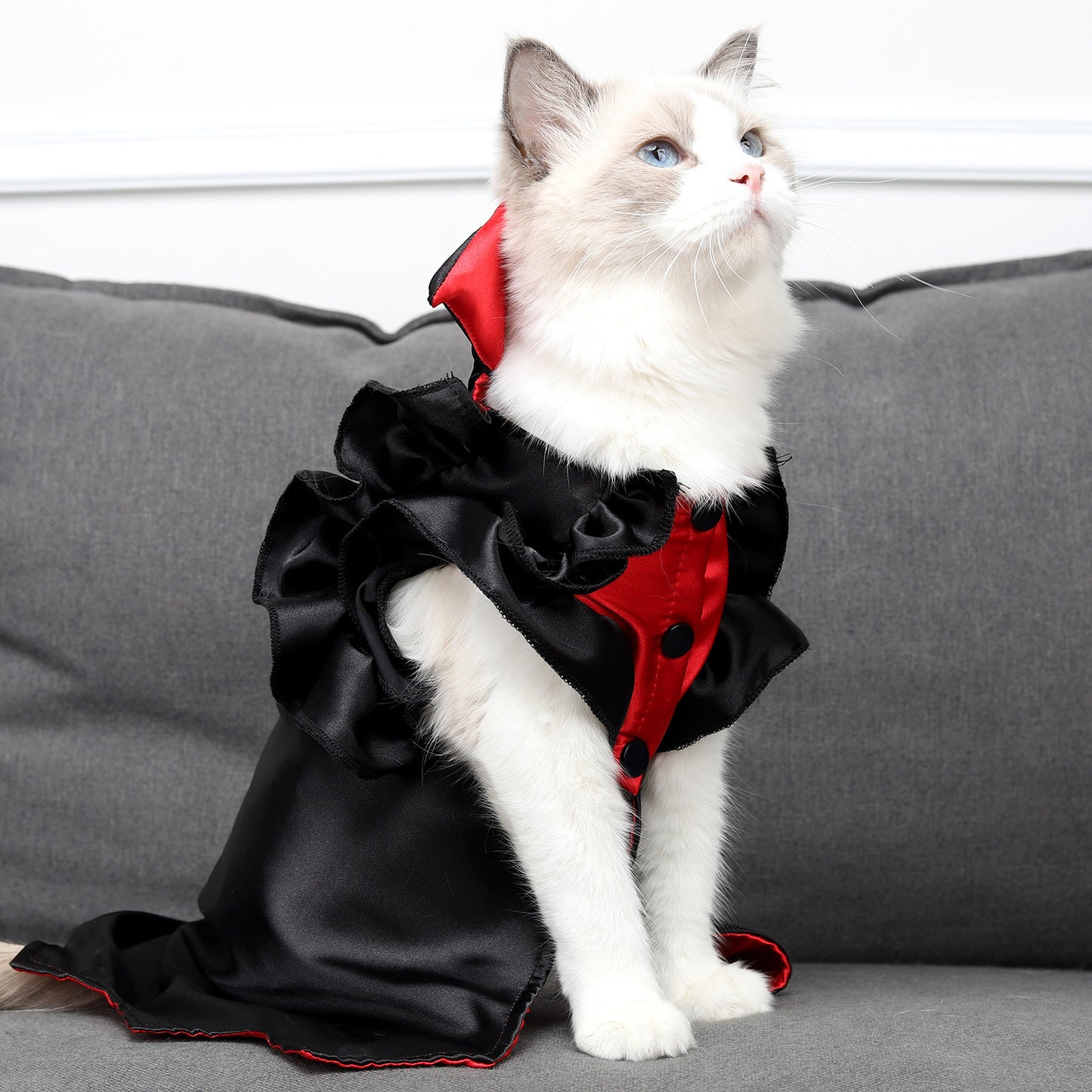 Count Catula