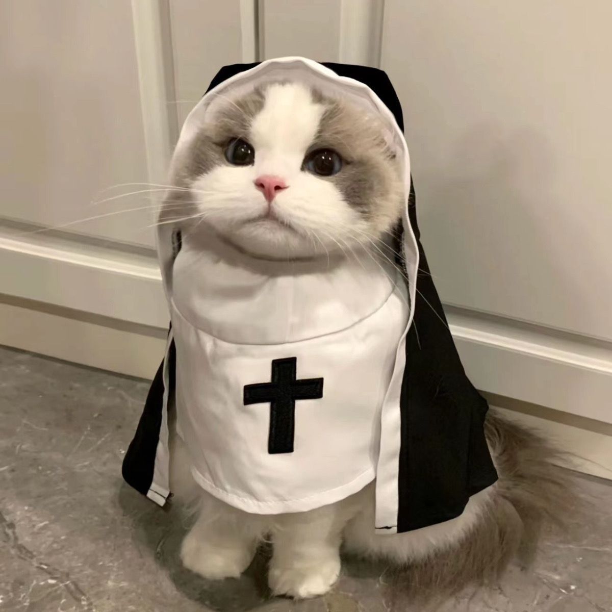 Holy Paws